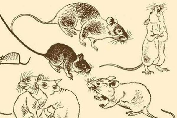 1971属鼠命，细数命理中智慧与机遇的绚丽之路