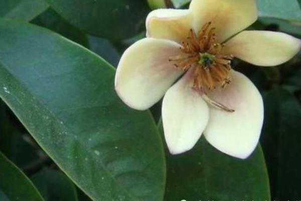 2011年木兔命解析:如何发掘和利用你的好运与潜力 2011年木兔命解析:如何发掘和利用你的好运与潜力