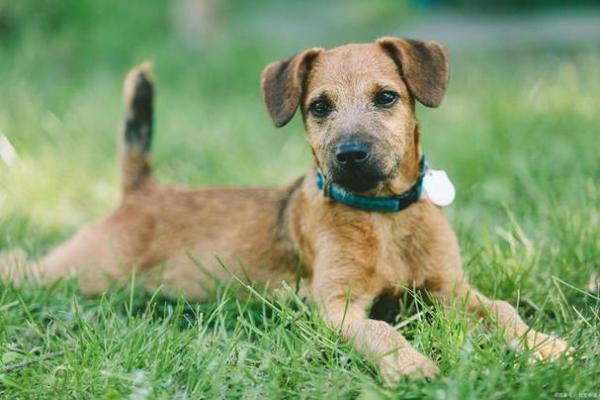 2016年属狗的人命运解析：从性格到事业全方位剖析