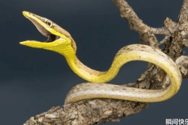 2013蛇年女孩的命运解析：智慧与魅力的完美结合