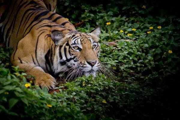 探索1950年出生的虎年人的命运与性格特点