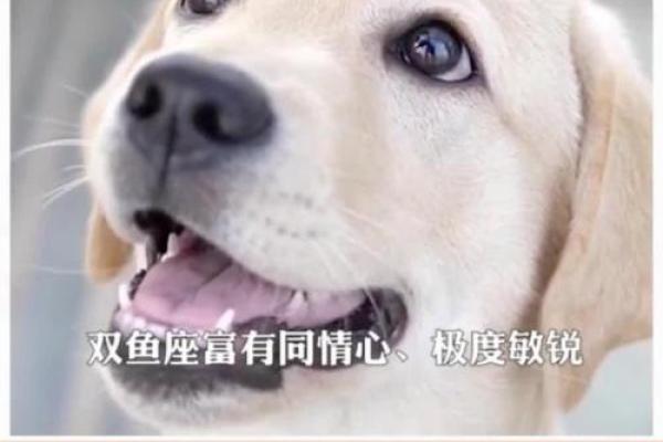 探秘狗的命运:从星座到性格的深度解析 探秘狗的命运:从星座到性格的深度解析