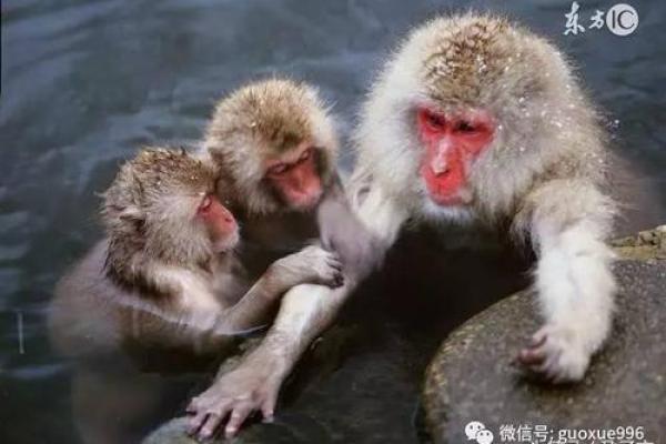 探索49岁属什么的命运:揭开生活的神秘面纱 探索49岁属什么的命运:揭开生活的神秘面纱