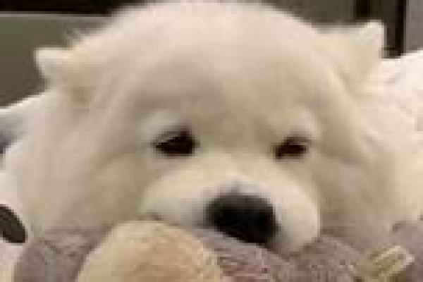 2006属狗女的命运分析：正月出生带给她的独特人生轨迹