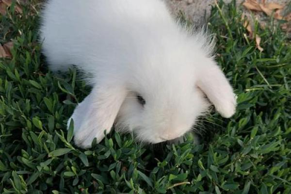 1988年出生的兔子命运与性格分析