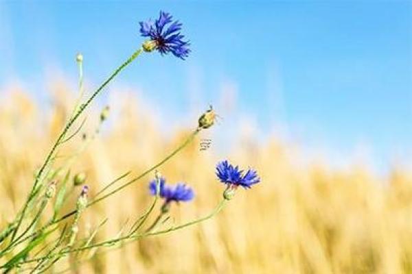 探讨癸未日出生的人命理特征与人生发展