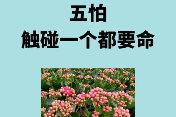 揭示男人太阳命的深层含义与影响力