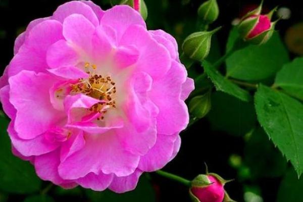 探索女性命运：哪些属相让好运降临？