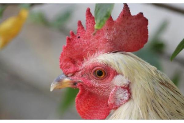 探索81属鸡之人的命运奥秘与人生启示 探索81属鸡之人的命运奥秘与人生启示