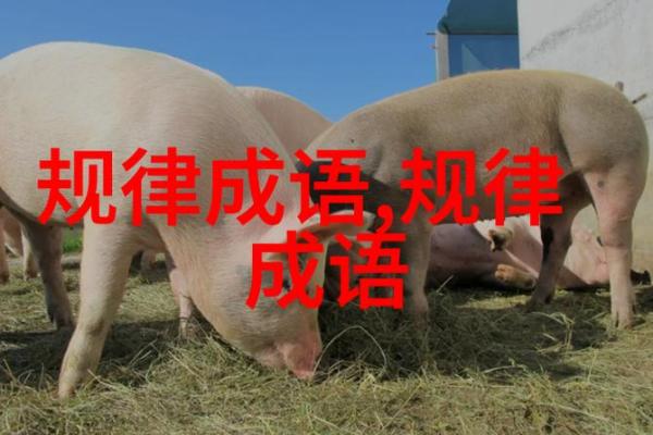 揭开命运真相:与“披什么”相关的成语探索之旅 揭开命运真相:与“披什么”相关的成语探索之旅