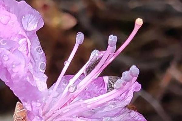 抽签杜鹃的神秘寓意与生活启示