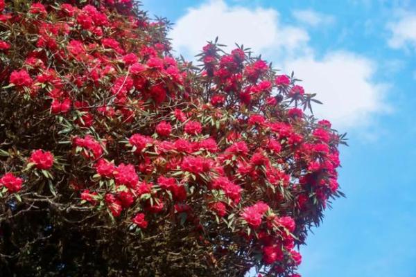 抽签杜鹃的神秘寓意与生活启示