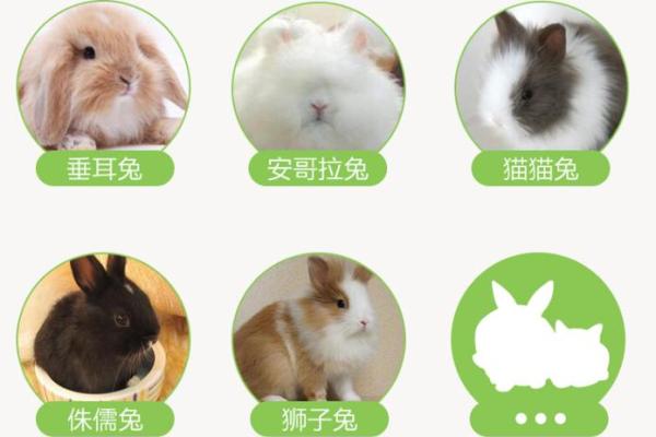 2023兔年:揭开兔年出生者的命理秘密与好运之道 2023兔年:揭开兔年出生者的命理秘密与好运之道