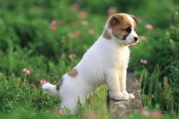 1982年出生的人：属狗的命运与人生智慧