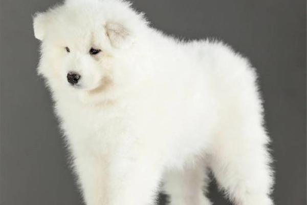 2018年属狗的人命运解析与生活建议，开启更辉煌未来之路！