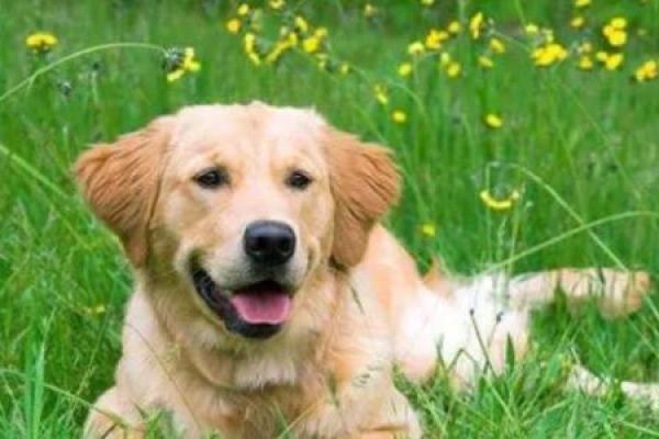 2018年属狗的人命运解析与生活建议，开启更辉煌未来之路！