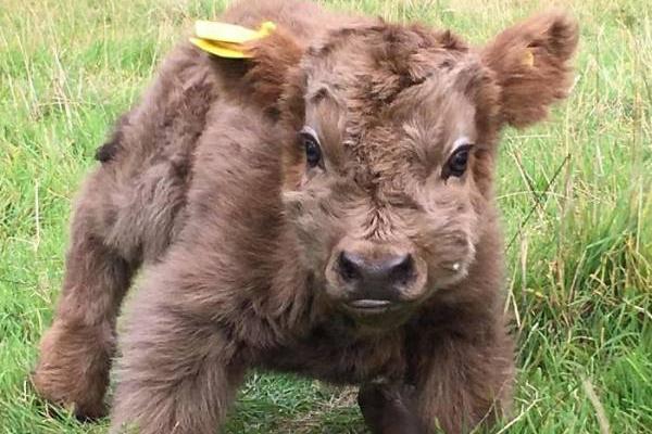 2023年牛宝宝命运解析：开启新生活的黄金之路！