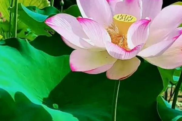 涧下水命女:流动与柔韧的性格解析,寻找内心的宁静与力量 涧下水命女:流动与柔韧的性格解析,寻找内心的宁静与力量