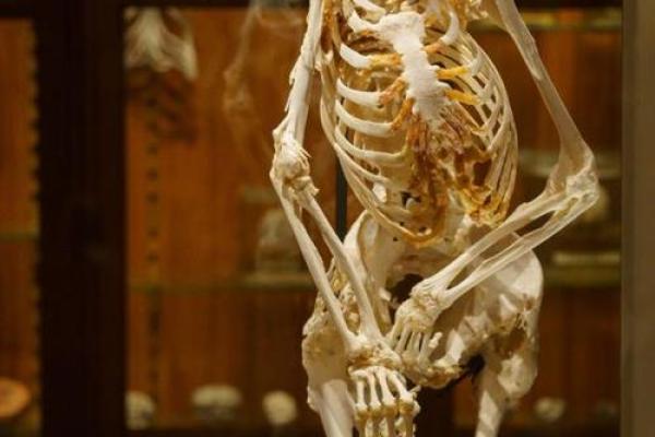 骨架大皮肤黑的人生命运解析与自信之美