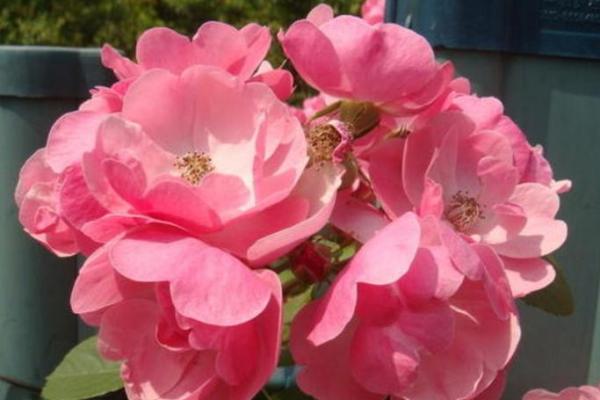 1981年属猪人的命运解析：幸福与挑战并存的一生