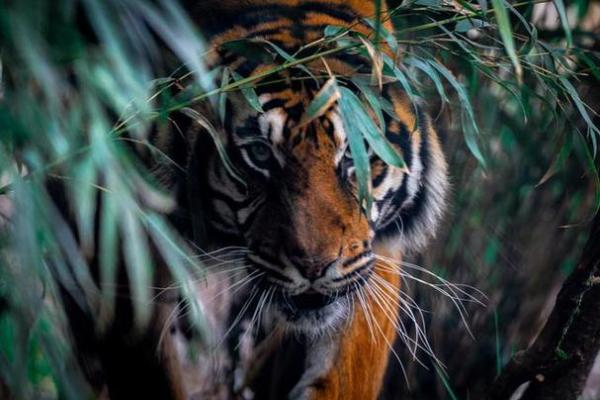 2010年虎年出生的人，命运与性格的独特解析