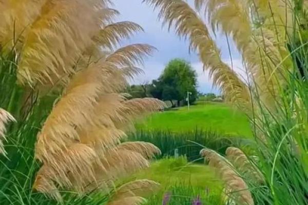 大池水命适合的小颜色,带你洞察生命之美! 大池水命适合的小颜色,带你洞察生命之美!