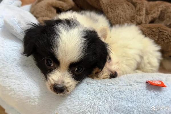 解读犬类寿命：12岁狗狗的命运与秘密