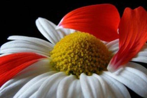 1985年出生的人：命运与性格的独特之旅