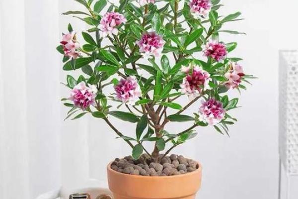掌握花命：不同诞生月份的花与命运解析