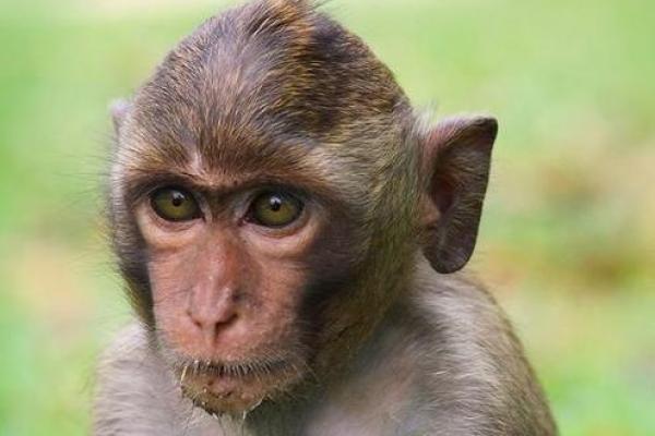 2016年命理解析：火猴年带来的机遇与挑战