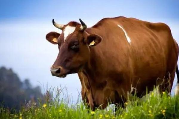 1997年属牛男的命运解析:稳重与机遇并存的生活旅程 1997年属牛男的命运解析:稳重与机遇并存的生活旅程