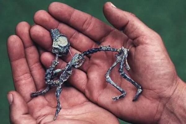 1992属猴男的命运与性格解析，揭示人生轨迹的秘密！