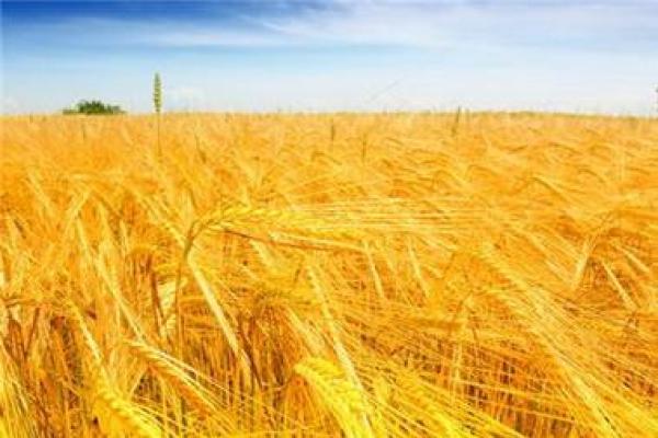 了解大海金命者的最佳挂件选择,提升运势与魅力! 了解大海金命者的最佳挂件选择,提升运势与魅力!