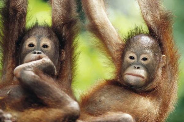 八十年代出生的猴子:命理与性格解析,揭示神秘人生之旅 八十年代出生的猴子:命理与性格解析,揭示神秘人生之旅