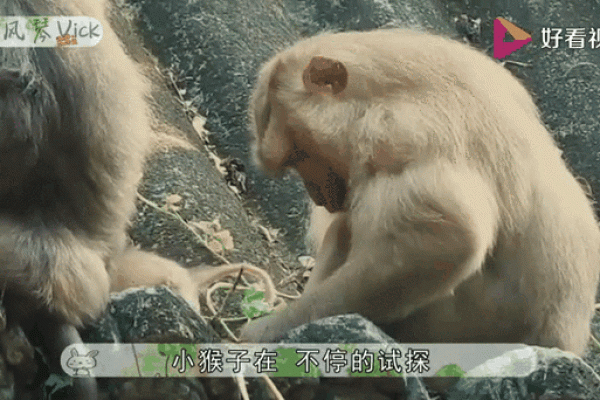 八十年代出生的猴子:命理与性格解析,揭示神秘人生之旅 八十年代出生的猴子:命理与性格解析,揭示神秘人生之旅