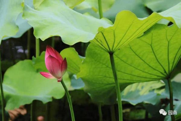 处暑过关：如何在夏秋交替时节找到生命的节奏与平衡