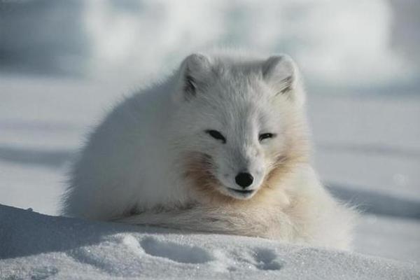 过命交情的动物：生命相托的忠诚与情感