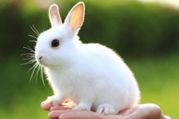 1963年出生的人:水兔的命运与性格解析 1963年出生的人:水兔的命运与性格解析