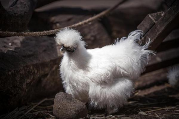 探索1957年鸡命的独特魅力与人生哲学