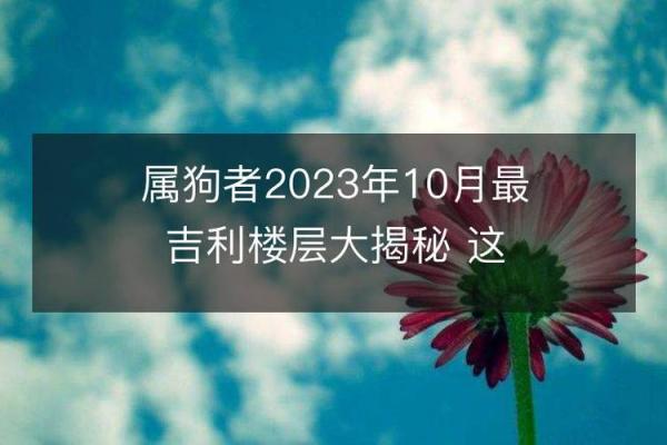 1933属狗年命理解析：探索忠诚与智慧的深层含义