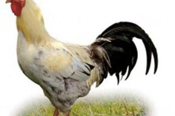 1969属鸡的命理分析:命中缺什么,如何弥补? 1969属鸡的命理分析:命中缺什么,如何弥补?