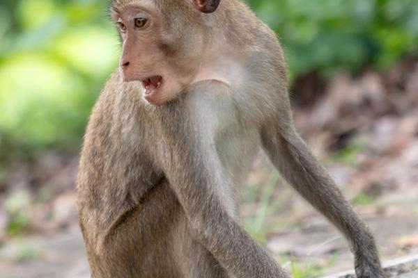 1992年猴年出生的你,命运和性格深度剖析! 1992年猴年出生的你,命运和性格深度剖析!