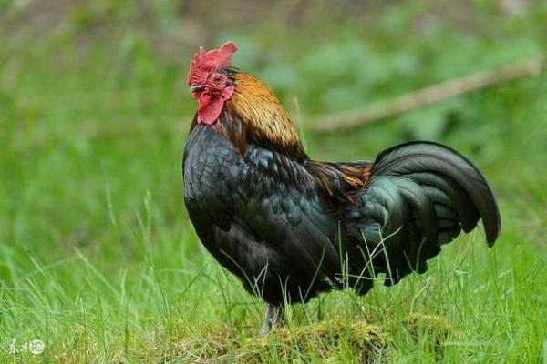 2005年属鸡人的命运与人生解析,揭示幸运与机遇的秘密! 2005年属鸡人的命运与人生解析,揭示幸运与机遇的秘密!