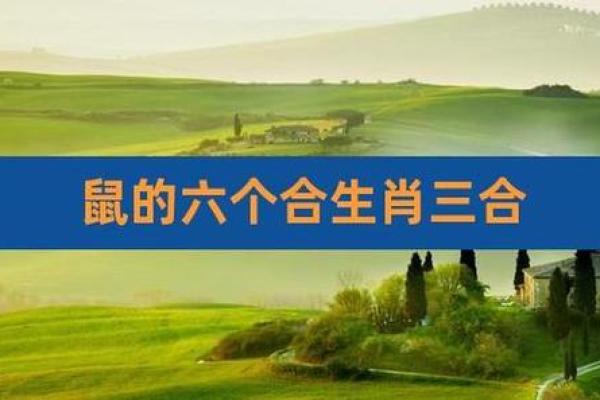 1971年属什么命人:揭开金鼠之年的神秘面纱 1971年属什么命人:揭开金鼠之年的神秘面纱