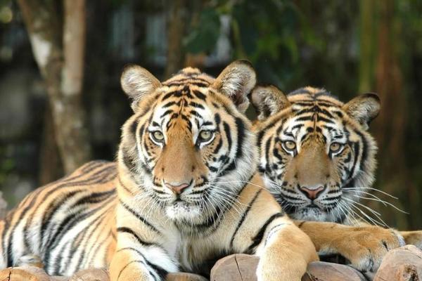 2022年虎年:属虎命的深度解析与生活智慧 2022年虎年:属虎命的深度解析与生活智慧