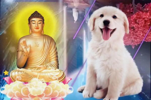 1994年属狗的命运解析与生活建议,助你开启美好人生之路! 1994年属狗的命运解析与生活建议,助你开启美好人生之路!