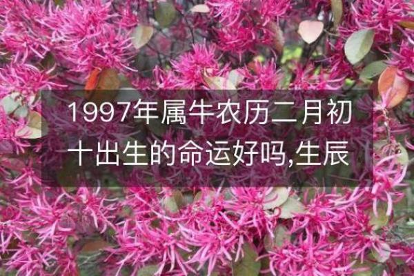 1995年属牛的命运解读:性格、运势与生活智慧 1995年属牛的命运解读:性格、运势与生活智慧
