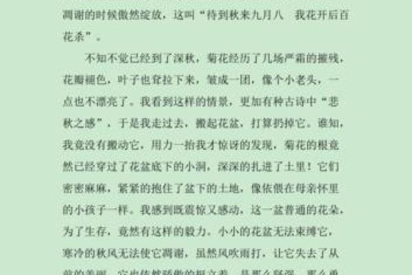 菊花命的人生特点：独特与韧性的完美结合