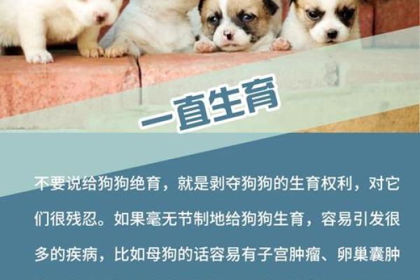 2018狗年出生的宝宝命理分析：揭开狗年宝宝的命运之谜