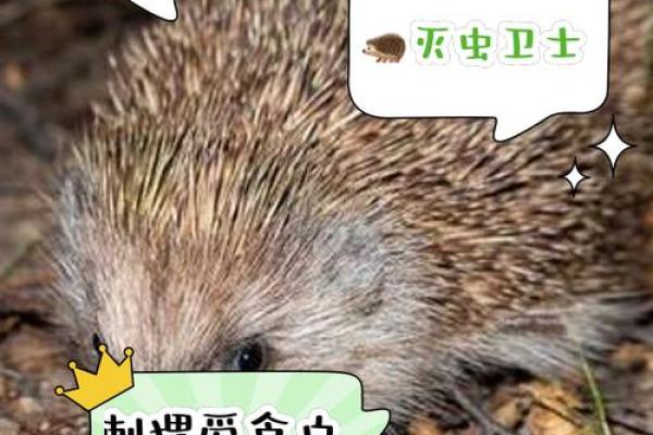刺猬被吃掉的后果：自然生态何去何从？
